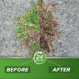 20% Vinegar Weed & Grass Killer - 5 Gallon
