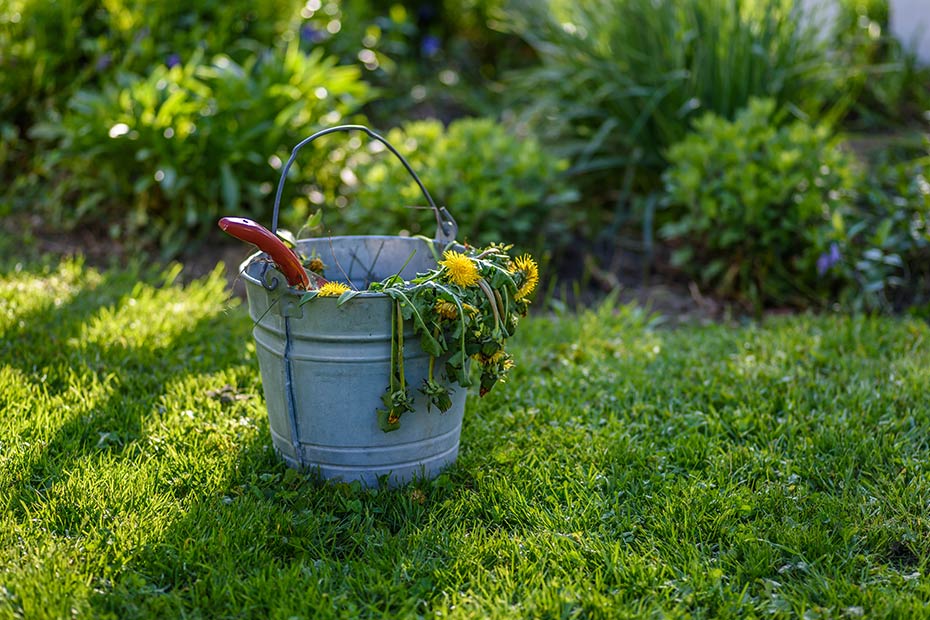 Best weed killer on sale for flower beds