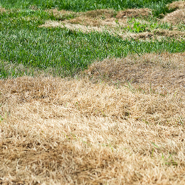 Dried Salt Grass